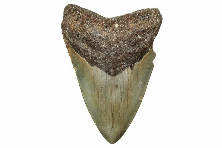 Fossil Megalodon Tooth - North Carolina #340855